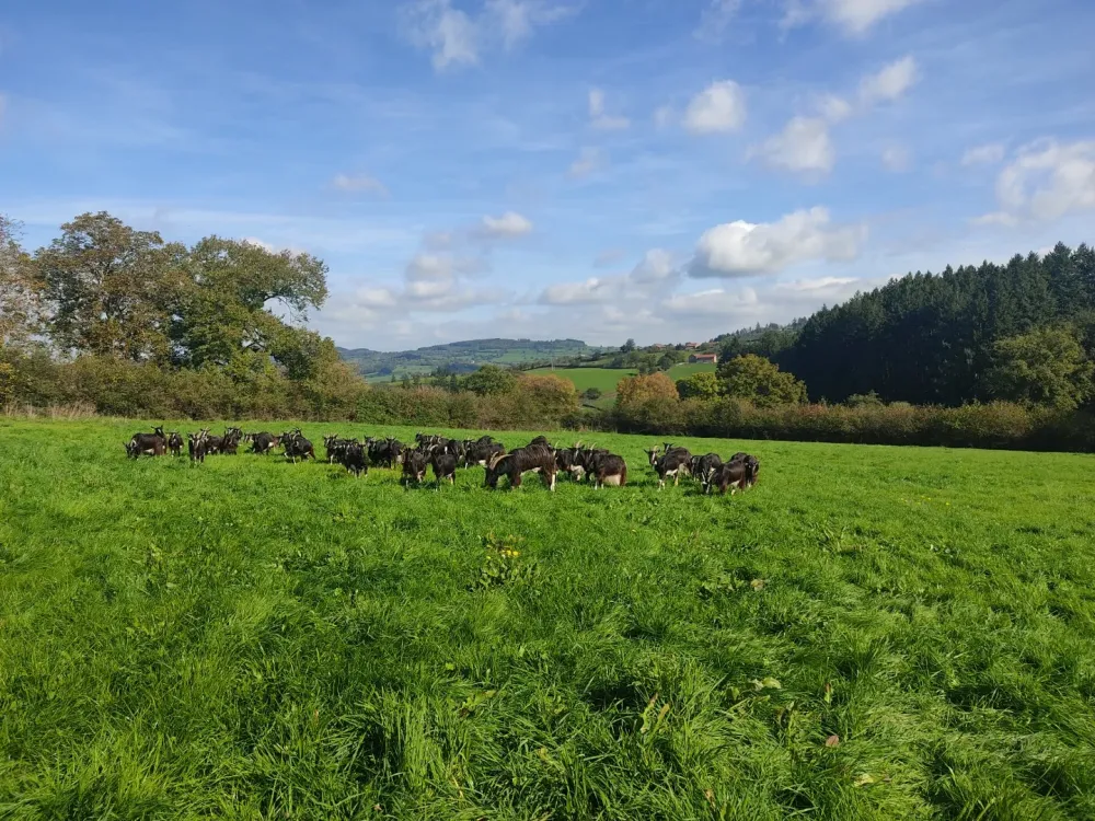 fromages de chèvre à Dompierreles-Ormes
